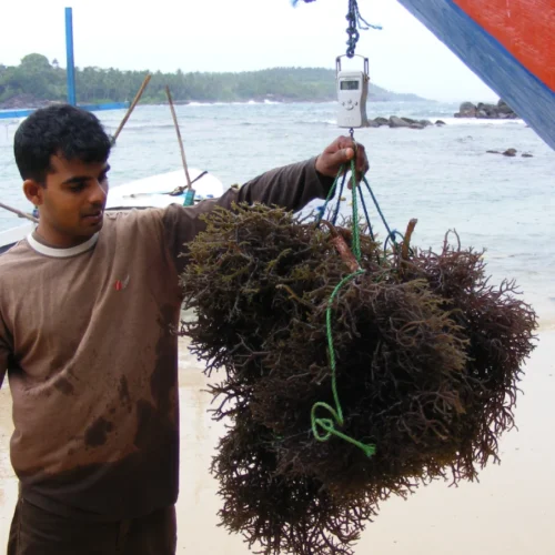 The Health Benefits of Sea Moss-Infused Beverages: A Wellness Revolution from Sri Lanka by Alga Ceylon Pvt Ltd