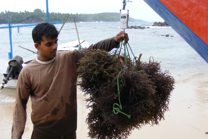 The Health Benefits of Sea Moss-Infused Beverages: A Wellness Revolution from Sri Lanka by Alga Ceylon Pvt Ltd