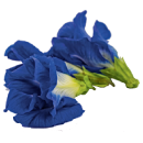 blue-butterfly-pea