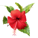 hibiscus