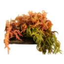 sea-moss